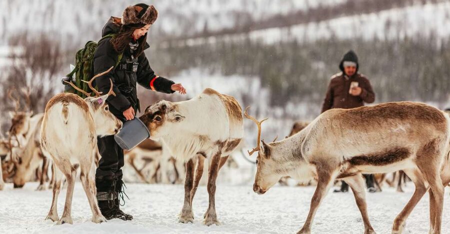 Tromsø: Reindeer Sledding & Feeding with a Sami Guide - Who will enjoy this experience most