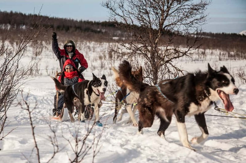 Tromsø: Self-Drive Husky Dog Sledding Adventure - Key points to know before booking