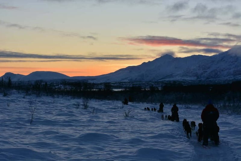 Tromsø: Self-Drive Husky Dog Sledding Adventure - Price and value at $328