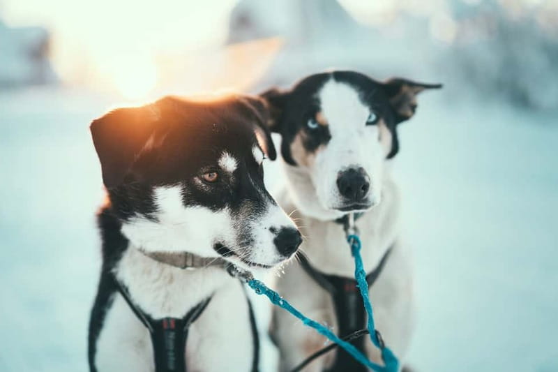 Tromsø: Self-Drive Husky Dog Sledding Adventure - Why self-driving makes this Tromsø husky trip different