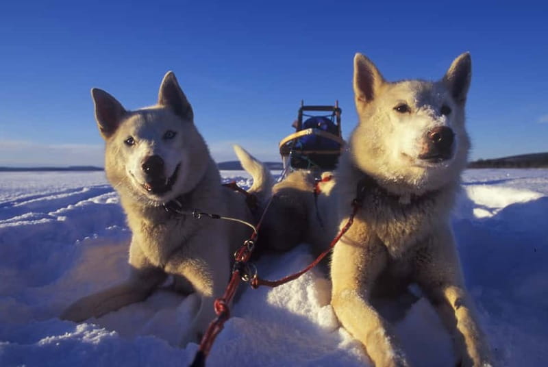 Tromsø: Self-Drive Husky Dog Sledding Adventure - Meeting 130 Alaskan huskies