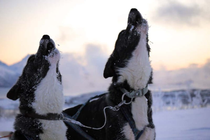 Tromsø: Self-Drive Husky Dog Sledding Adventure - Learning to drive before the trail