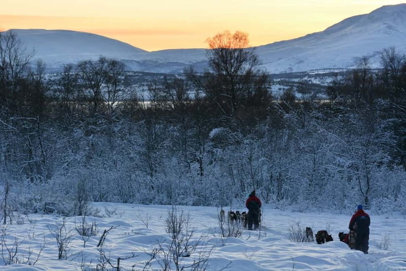 Tromsø: Self-Drive Husky Dog Sledding Adventure - The fitness level you really need