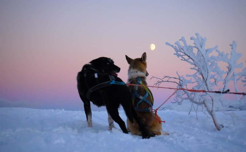 Tromsø: Self-Drive Husky Dog Sledding Adventure - Warming up in the Sami lavvo