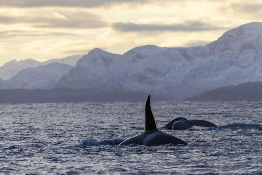 Tromsø Whale Safari with MS Gabriele - Key points to know before you book