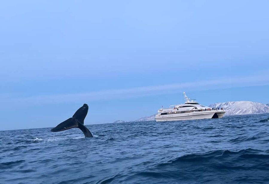 Tromsø Whale Safari with MS Gabriele - What the six to eight hours actually feel like