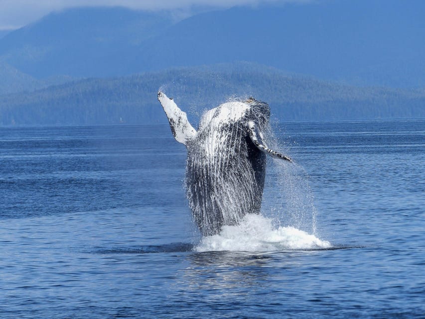 Tromsø Whale Safari with MS Gabriele - Orcas, humpbacks, and the search for herring