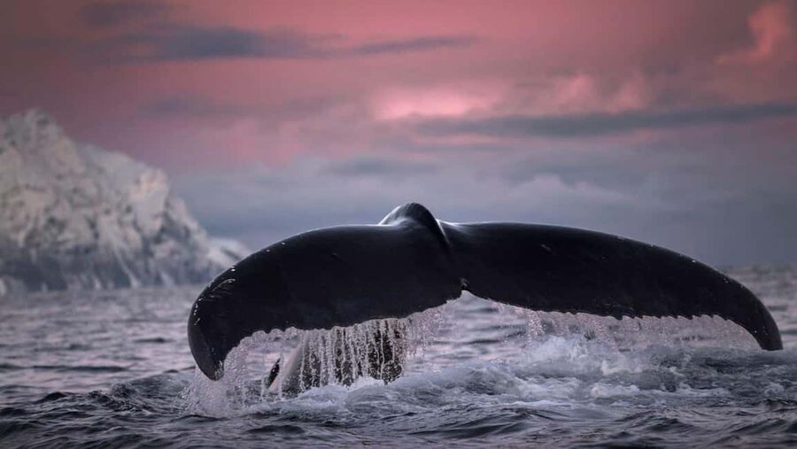 Tromsø Whale Safari with MS Gabriele - Sea conditions and what to pack