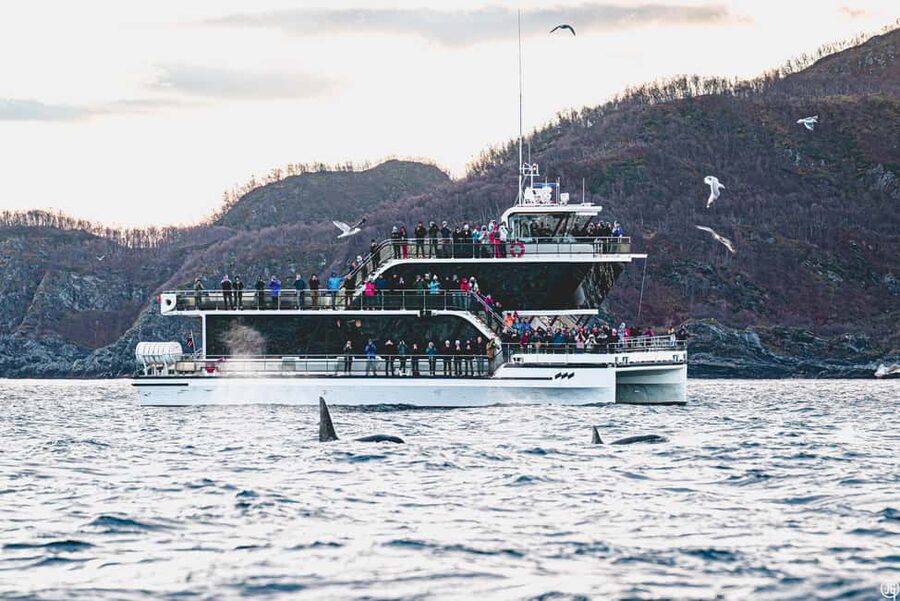 Tromsø: Whale Watching Tour by Hybrid-Electric Boat - Key points at a glance