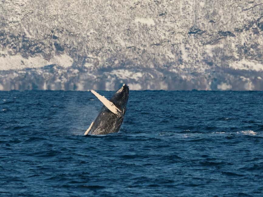 Tromsø: Whale Watching Tour by Hybrid-Electric Boat - From Tromsø harbor to the herring-rich fjords
