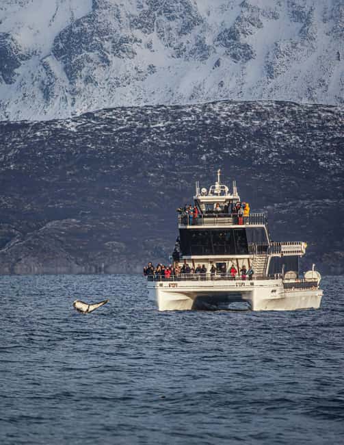 Tromsø: Whale Watching Tour by Hybrid-Electric Boat - What the whale encounter feels like