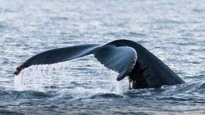 Whale Watching Tour by Hybrid-Electric Boat