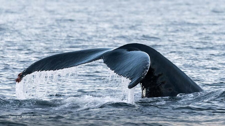Tromsø: Whale Watching Tour by Hybrid-Electric Boat - Why Skjervøy matters for whale watching