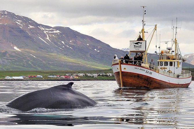 Whale Watching and Sea Angling Tour - Key points to know before booking