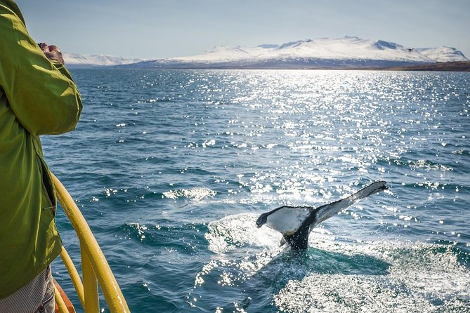 Whale Watching and Sea Angling Tour - Leaving Hauganes for Eyjafjörður