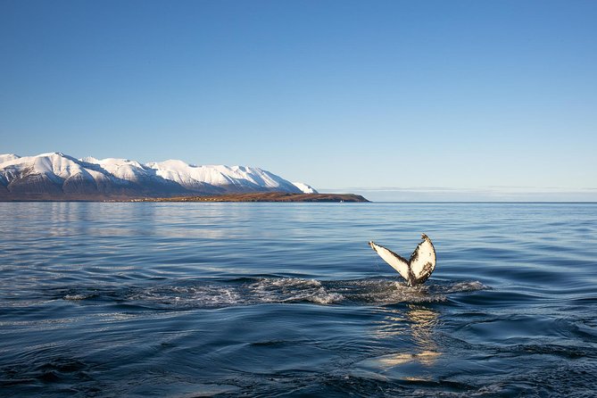 Whale Watching and Sea Angling Tour - Humpbacks, dolphins, and the art of waiting