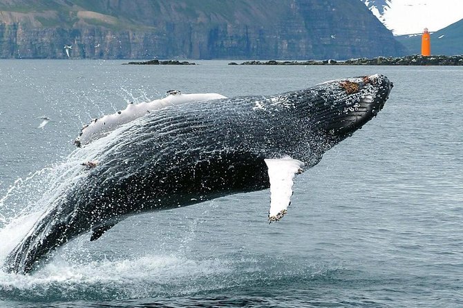 Whale Watching and Sea Angling Tour - Sea angling adds a hands-on finish