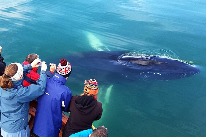Whale Watching and Sea Angling Tour - What the three-and-a-half-hour schedule feels like