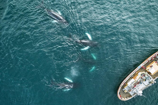 Whale Watching and Sea Angling Tour - Getting from Akureyri to Hauganes