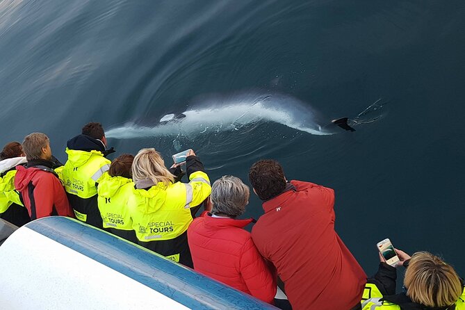Whale-Watching Boat Tour with Expert Guide from Reykjavik - The guide adds meaning to each brief sighting