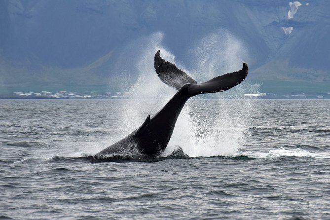 Whale-Watching Boat Tour with Expert Guide from Reykjavik - Staying warm, dry and comfortable on deck