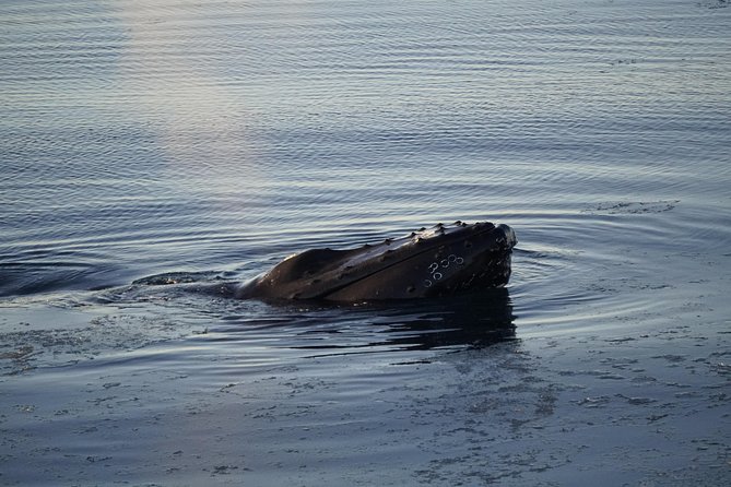 Whale-Watching Boat Tour with Expert Guide from Reykjavik - Wi-Fi, photos and the value of the $86.51 fare