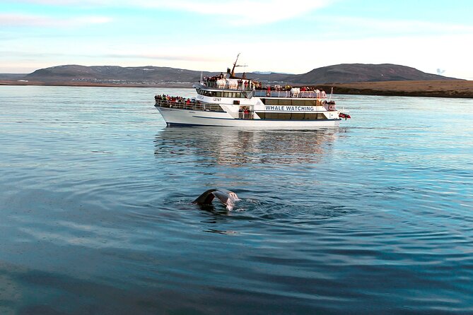 Whale-Watching Boat Tour with Expert Guide from Reykjavik - Weather, cancellations and the second-chance promise