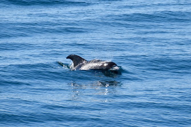Whale-Watching Boat Tour with Expert Guide from Reykjavik - Who will enjoy this Reykjavik whale cruise