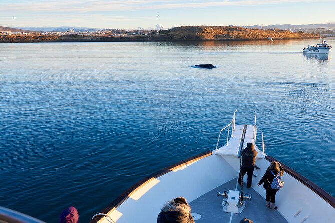 Whale Watching Cruise on a Yacht in Reykjavik - Sailing out from Reykjavik’s Old Harbour