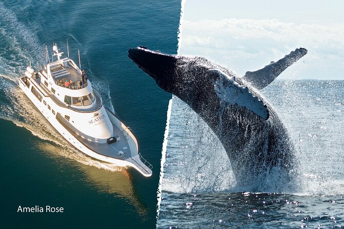 Whale Watching Cruise on a Yacht in Reykjavik - How long you may wait for a whale
