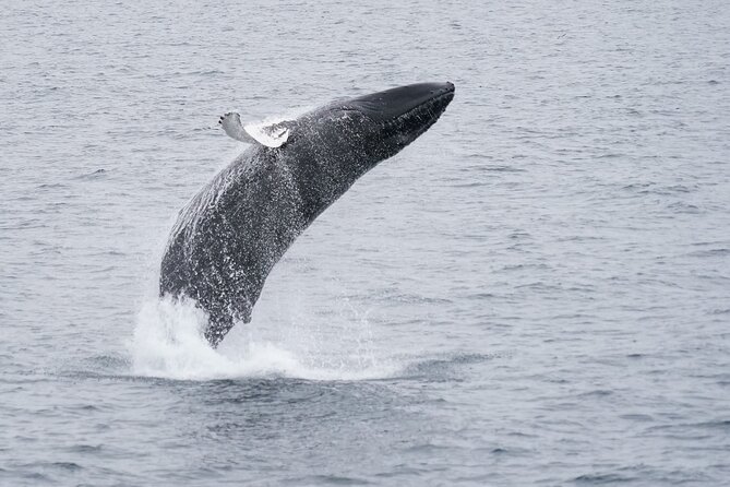 Whale Watching Cruise on a Yacht in Reykjavik - The free return promise and the risk of no sightings