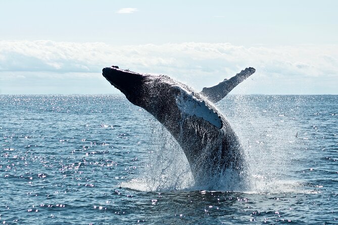 Whale Watching Cruise on a Yacht in Reykjavik - Is $102 a fair price?