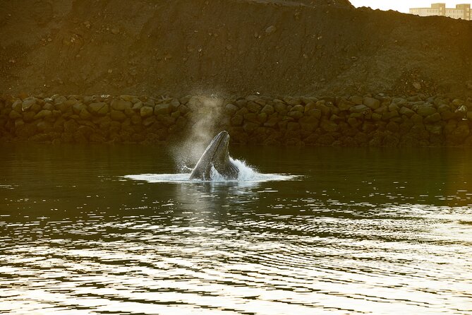 Whale Watching Cruise on a Yacht in Reykjavik - Who will enjoy this cruise most