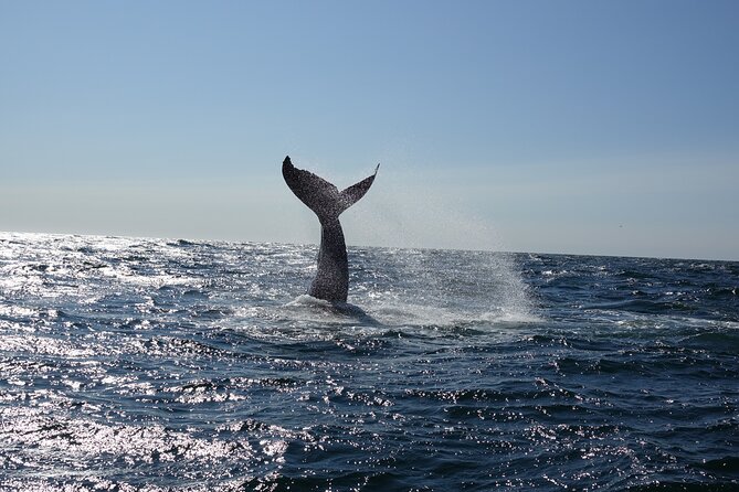 Whale Watching Cruise on a Yacht in Reykjavik - Faxaflói Bay and the search for wildlife