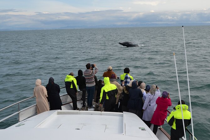 Whale Watching & Dolphin Yacht Cruise - The First Views Across Faxafloi Bay