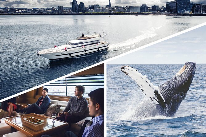 Whale Watching & Dolphin Yacht Cruise - How the Three Hours Usually Feel