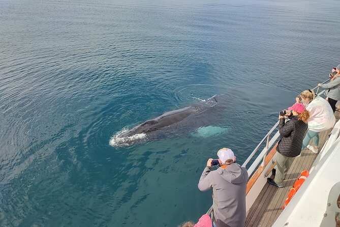 Whale Watching & Dolphin Yacht Cruise - Staying Warm on Amelia Rose or Harpa