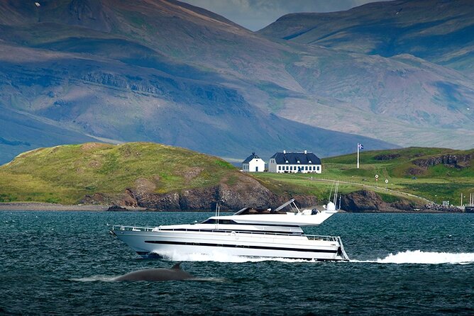 Whale Watching & Dolphin Yacht Cruise - The Value of the Wildlife Guarantee