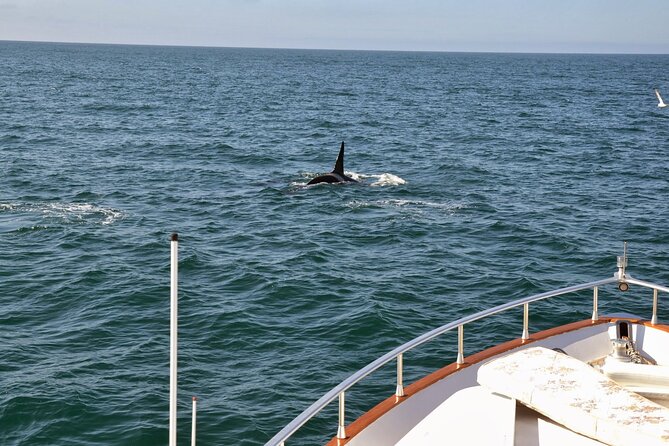 Whale Watching & Dolphin Yacht Cruise - Choosing the Best Season and Departure