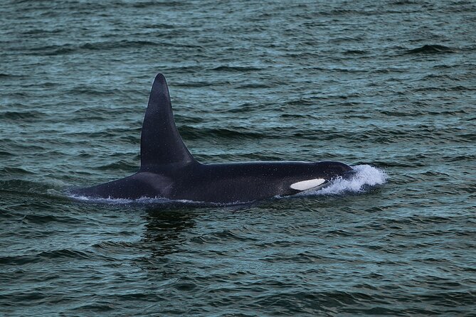 Whale Watching & Dolphin Yacht Cruise - Who Will Enjoy This Yacht Cruise