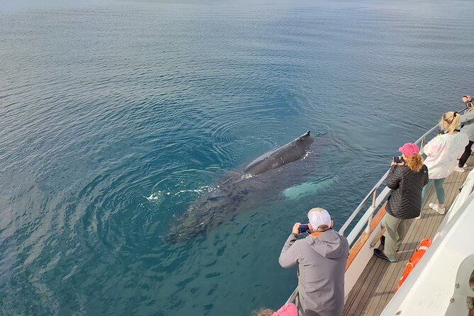 Whale Watching & Dolphin Yacht Cruise - Final Recommendation for Your Reykjavik Plans