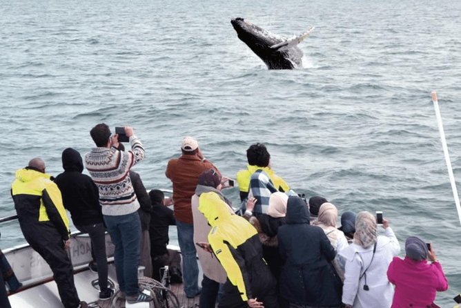 Whale Watching & Dolphin Yacht Cruise - Searching for Whales, Dolphins, and Porpoises