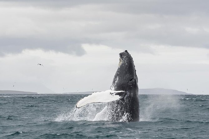 Whale Watching from Downtown Akureyri - Why the fjord scenery earns its place