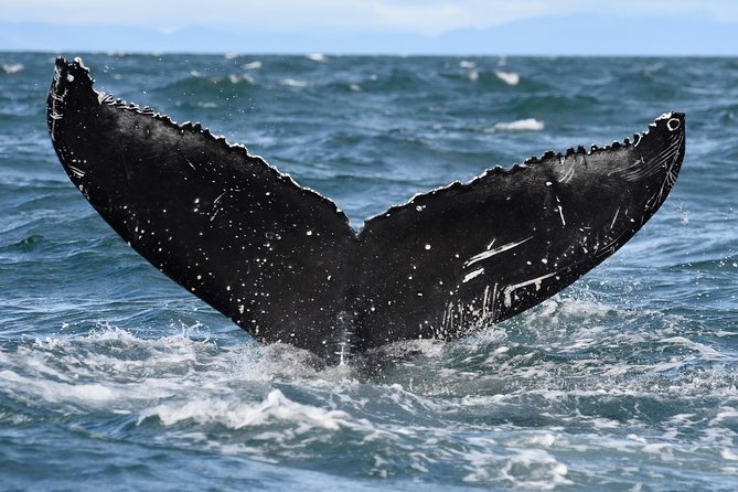 Whale Watching from Downtown Akureyri - Simple preparation that makes the day better