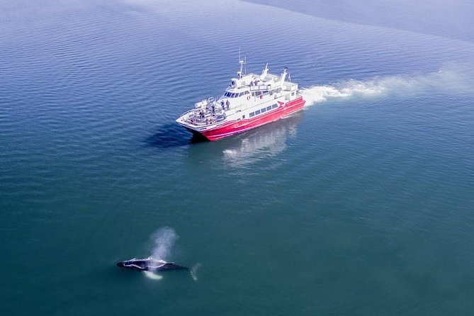 Whale Watching from Downtown Akureyri - Watching humpbacks from the ship