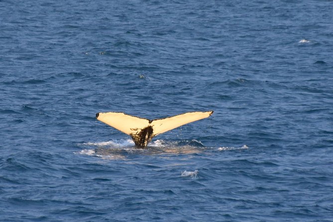 Whale Watching from the Heart of Akureyri - Indoor comfort and outdoor whale watching