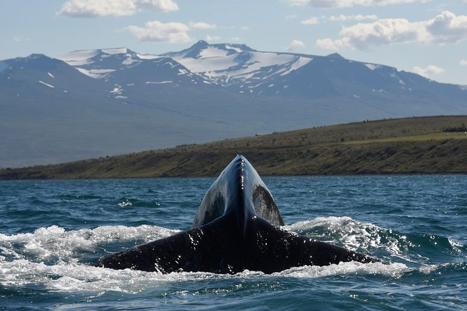 Whale Watching from the Heart of Akureyri - How reliable are the whale sightings?
