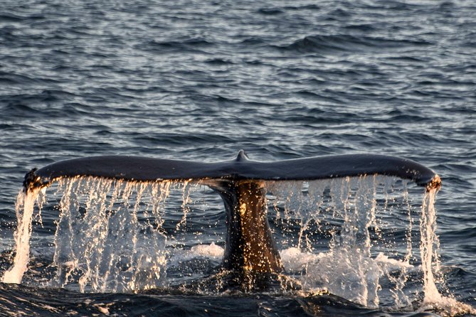 Whale Watching from the Heart of Akureyri - Price, timing, and overall value