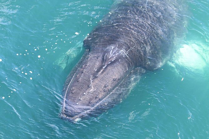Whale Watching from the Heart of Akureyri - Who will enjoy this trip most?