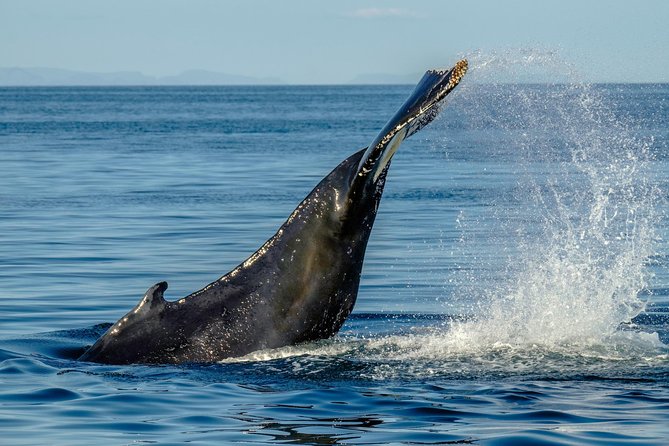 Whale Watching from the Heart of Akureyri - Booking, weather, and cancellation details
